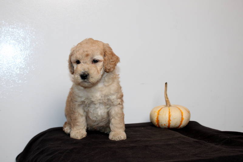 puppy, for, sale, Mini Golden Doodle F2, Matthew B. Stoltzfus, dog, breeder, Gap, PA, dog-breeder, puppy-for-sale, forsale, nearby, find, puppyfind, locator, puppylocator, aca